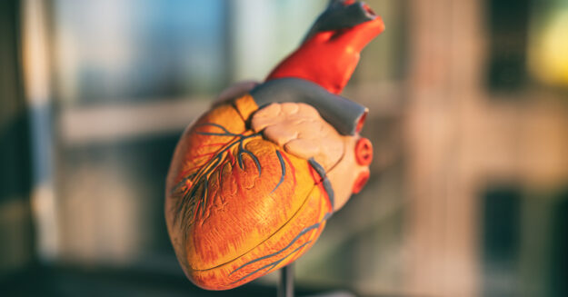 blood thinners - Why Can't We Stop The Bleeding When On blood thinners featured image showing a model of a human heart for medical examination