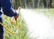 Farmers Still Using Roundup Despite Cancer-Linked Verdicts featured article photo showing man spraying weeds with solution