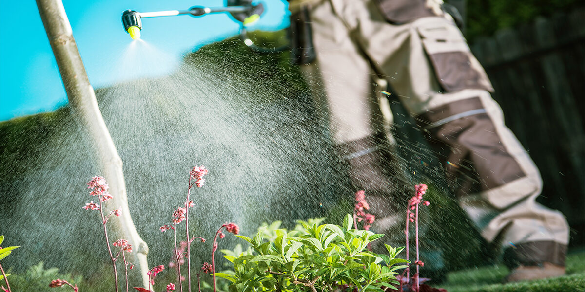 Paraquat Herbicide Linked to Parkinsons Disease man spraying weed killer on plants using a hose and wearing cargo pants