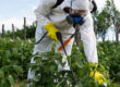What Herbicides Contain Paraquat Article Featured Image showing a man in a full hazmat suit spraying vegetation and plants with herbicides